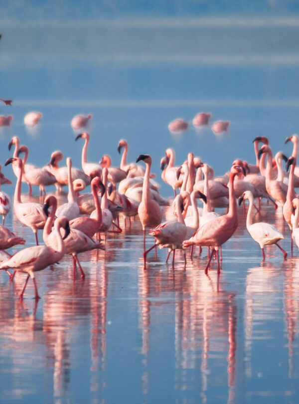 A-flock-of-flamingos-Lake-Manyara-Arusha-Tanzania