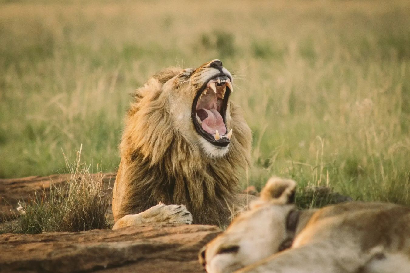 Are Tanzanians Friendly? A Complete Guide for Tourists