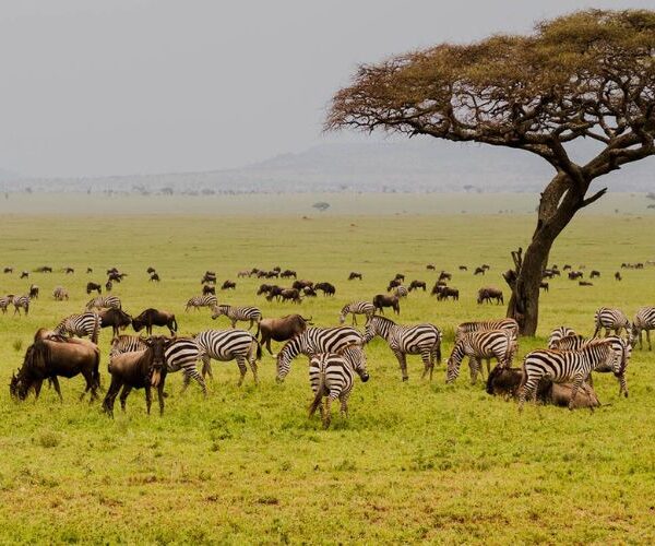 Serengeti