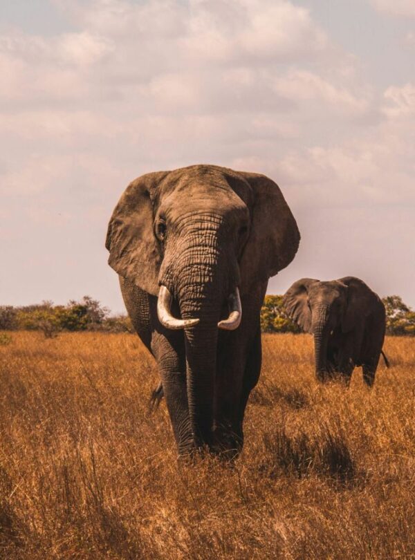 Tarangire National Park