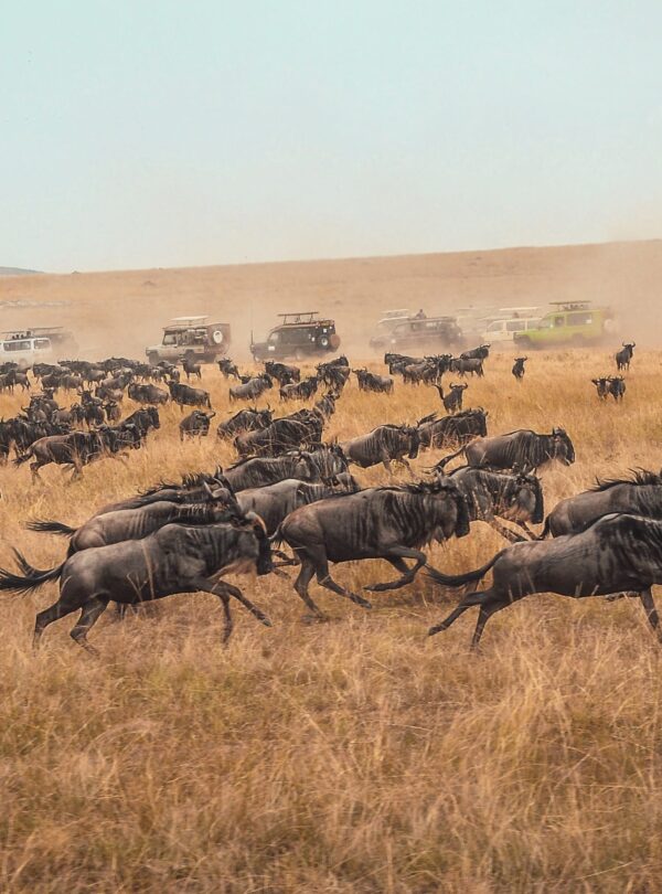 vecteezy_wilderbeast-herd-running_1421277 (1)